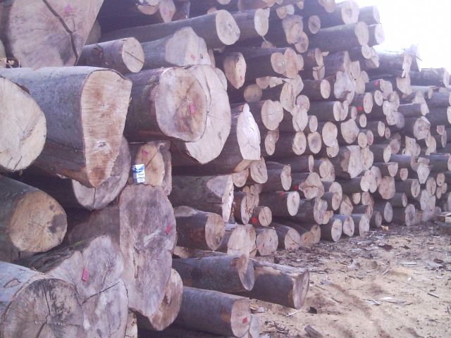 Stos pociętych kłód drewna na placu składowym, widoczny kartonik po napoju na jednym ze szczap.